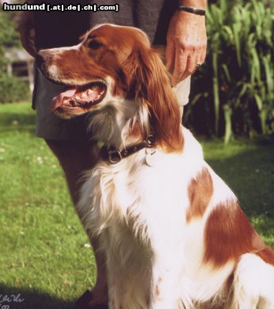 Irish red-and-white Setter Jaron 