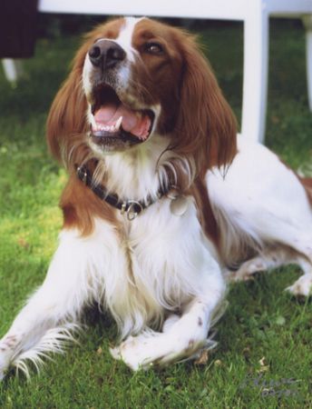 Irish red-and-white Setter IRW setter 