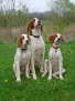 Irish red-and-white Setter Aaron, Sunny und Amber, unsere 3 Irish red and white Setter