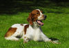 Irish red-and-white Setter Hund