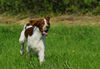 Irish red-and-white Setter Hund