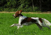 Irish red-and-white Setter Hund