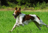 Irish red-and-white Setter Hund