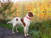 Irish red-and-white Setter Hund