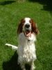 Irish red-and-white Setter Hund