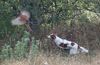 Irish red-and-white Setter Hund