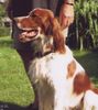 Irish red-and-white Setter Hund