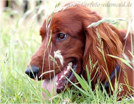 Irish Red Setter