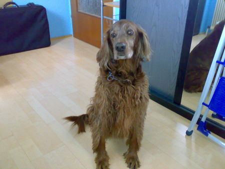 Irish Red Setter Sahra 