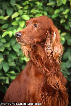 Irish Red Setter Hunde Foto 15075 in höherer Auflösung ansehen Irish Red Setter Ein Besucher bei einer Windhundeausstellung