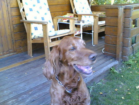 Irish Red Setter Unsere Sahra mit fast 14 Jahren! 