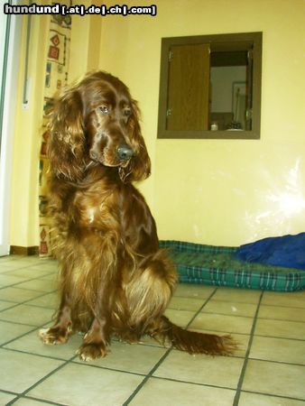 Irish Red Setter Hunde Foto 17805 Irish Red Setter Bettey