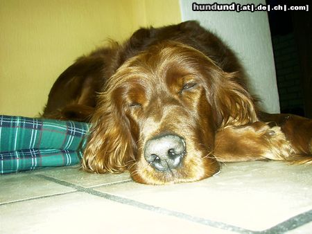 Irish Red Setter Hunde Foto 17807 Irish Red Setter Betty ( Arielle vom Talismann)