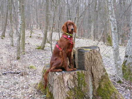 Irish Red Setter Tessa