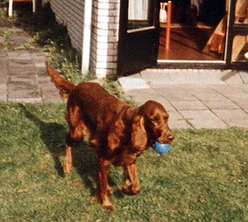 Irish Red Setter Hunde Foto 378 Irish Red Setter Lady (Vivian zur Dörenschlucht)