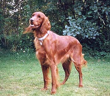 Irish Red Setter Hunde Foto 379 Irish Red Setter Lady (Vivian zur Dörenschlucht)