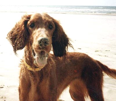 Irish Red Setter Hunde Foto 380 Irish Red Setter Lady (Vivian zur Dörenschlucht)