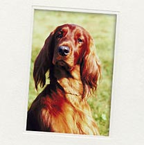 Irish Red Setter Hunde Foto 655 Irish Red Setter Eric