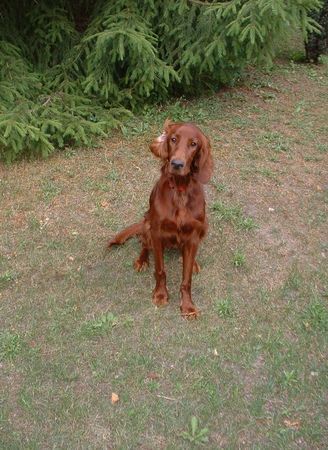 Irish Red Setter unser Stolz