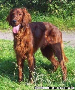 Irish Red Setter Irish Setter - Aaron