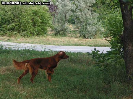 Irish Red Setter Hunde Foto 4565 Irish Red Setter Kitta Redacaju hunting