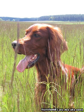 Irish Red Setter Hunde Foto 18549 in höherer Auflösung ansehen Irish Red Setter Ashley of the marshy country