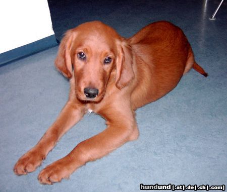 Irish Red Setter Hunde Foto 17858 Irish Red Setter Arco wer ist der schönste im ganzen Land ?!