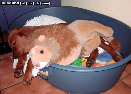 Irish Red Setter Hunde Foto 17856 Irish Red Setter Arco der