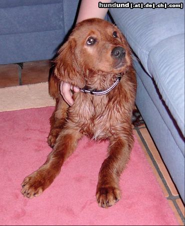 Irish Red Setter Hunde Foto 17857 Irish Red Setter Arco will nie mehr baden !?