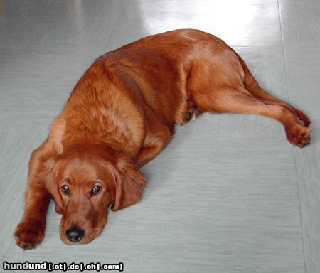 Irish Red Setter Hunde Foto 19098 Irish Red Setter ARCO 6 MONATE