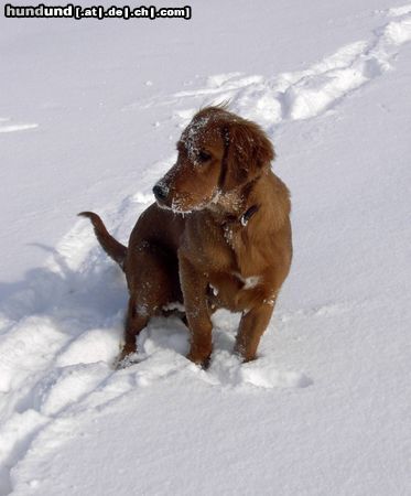 Irish Red Setter Hunde Foto 19059 Irish Red Setter