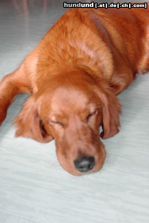Irish Red Setter Hunde Foto 19099 Irish Red Setter ARCO beim SCHÖNHEITSSCHLAF