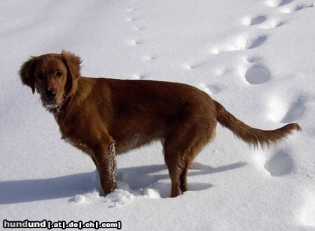 Irish Red Setter Hunde Foto 19060 Irish Red Setter