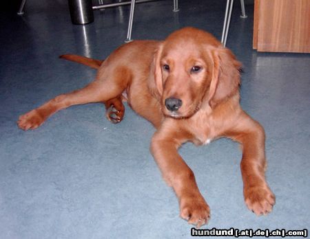 Irish Red Setter Hunde Foto 17855 in höherer Auflösung ansehen Irish Red Setter