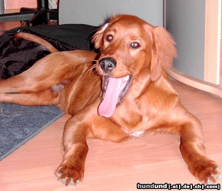 Irish Red Setter Hunde Foto 25895 in höherer Auflösung ansehen Irish Red Setter ARCO HAT DICH ZUM FRESSEN GERN