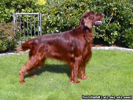 Irish Red Setter Hunde Foto 7581 Irish Red Setter Mein roter BRANCO