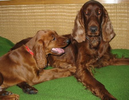 Irish Red Setter Hunde Foto 28124 Irish Red Setter Mama ich muss gehen,Alan am 13.11.05 mit 11 Wochen