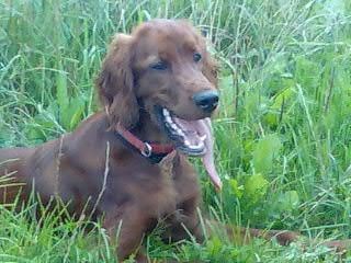 Irish Red Setter Aika vom Evaschacht