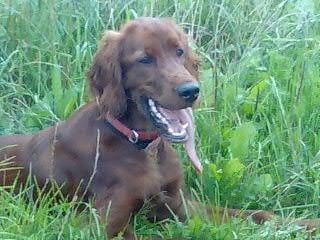 Irish Red Setter Aika vom Evaschacht