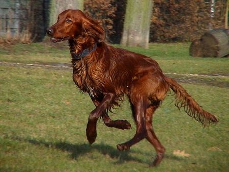 Irish Red Setter ich Liebe die Freiheit