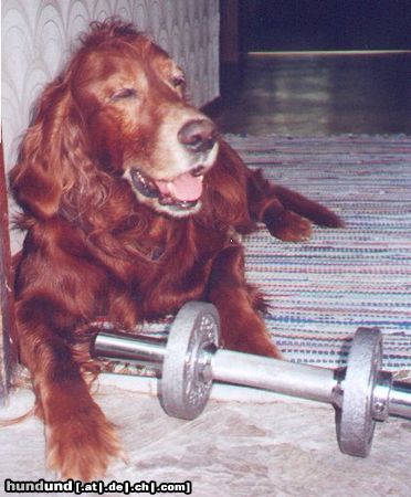 Irish Red Setter Hunde Foto 15098 in höherer Auflösung ansehen Irish Red Setter benny k.o. nach seinem training