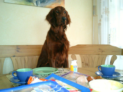 Irish Red Setter Wann gibt´s endlich Frühstück? Ich wäre soweit!