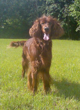 Irish Red Setter Ariella vom Talismann