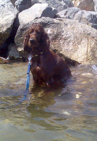 Irish Red Setter Südfrankreich ist immer eine Reise wert