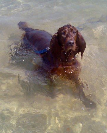 Irish Red Setter hm...ein Wässerchen hier