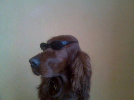 Irish Red Setter Miss Undercover