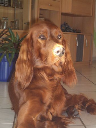 Irish Red Setter Unser Sammy