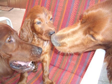 Irish Red Setter Familienglück