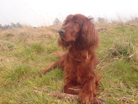 Irish Red Setter pass auf...!