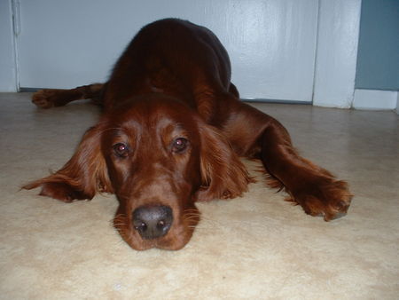 Irish Red Setter unsere  elli mit 10 mon.